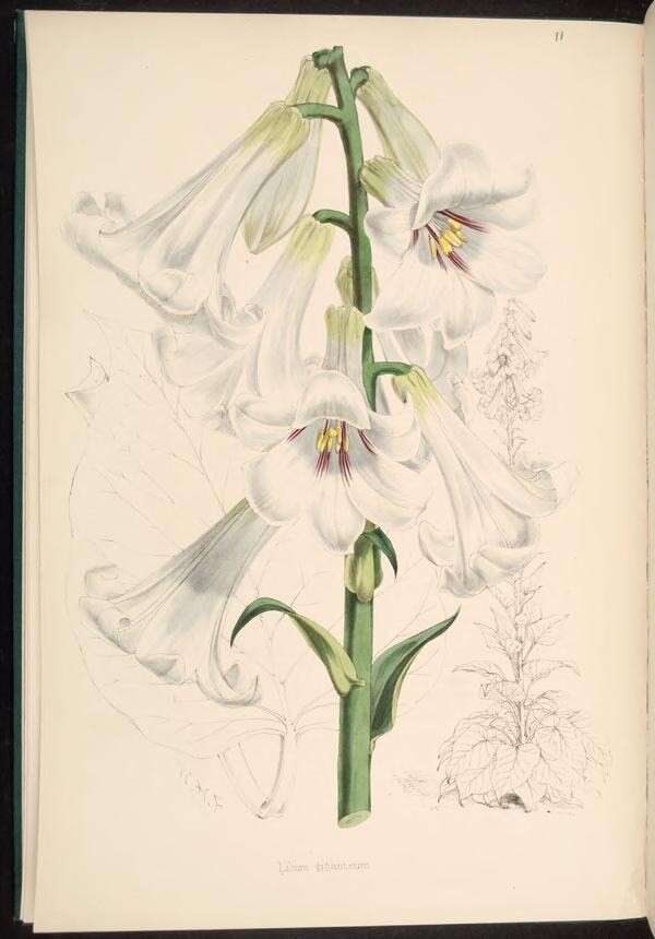 Image of Cardiocrinum