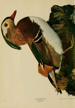 Image of Mandarin Duck