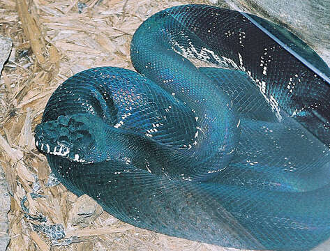 Image of Boelen’s python