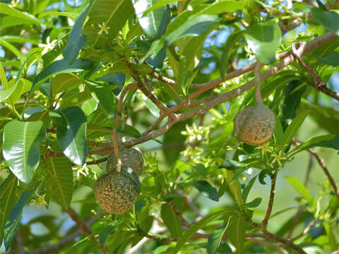 Image of Toad-tree