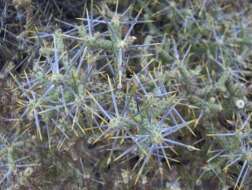 Imagem de Cylindropuntia ramosissima (Engelm.) F. M. Knuth