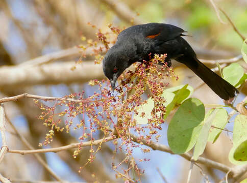 Imagem de Icterus cayanensis (Linnaeus 1766)