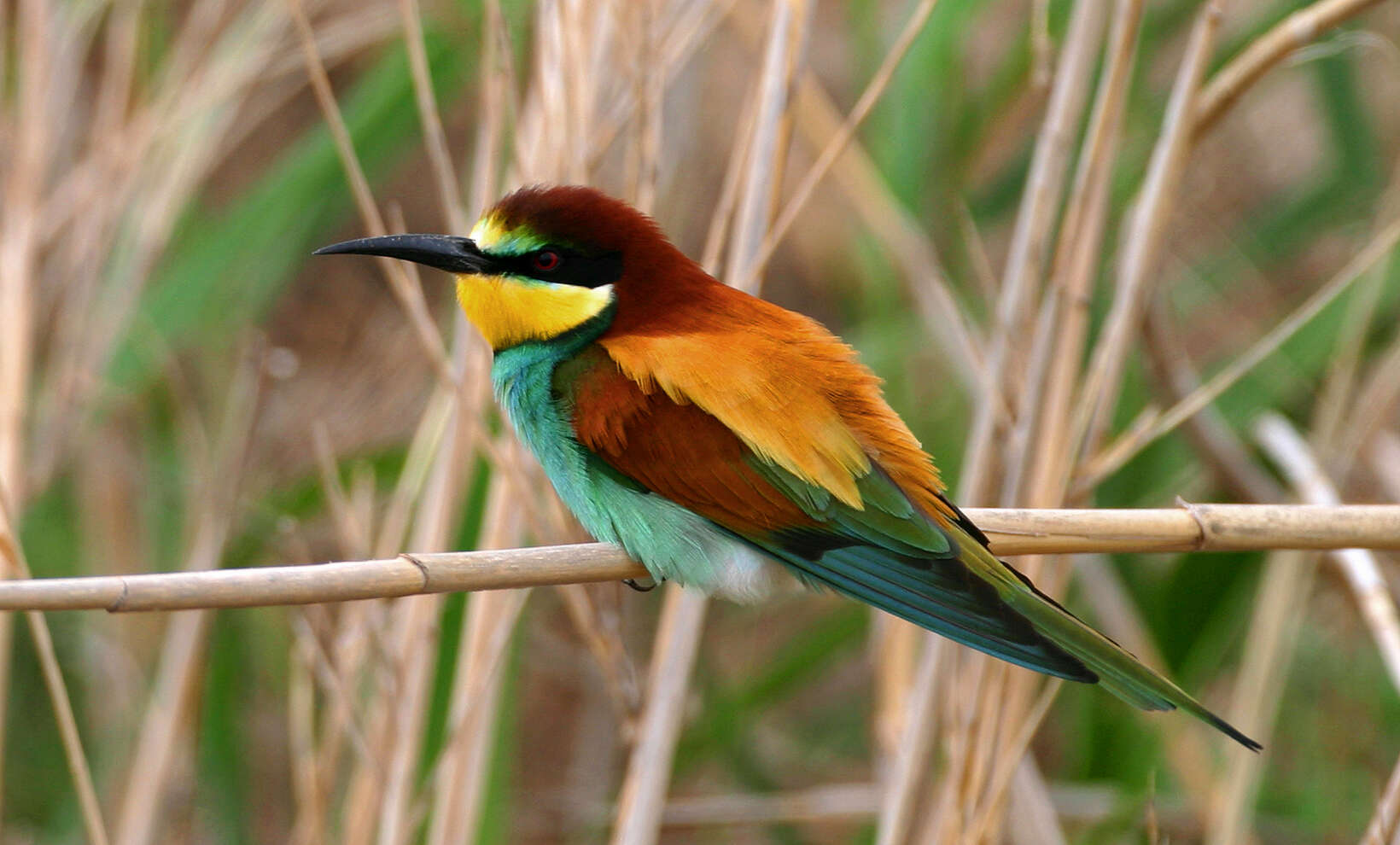 Image of bee-eater, european bee-eater