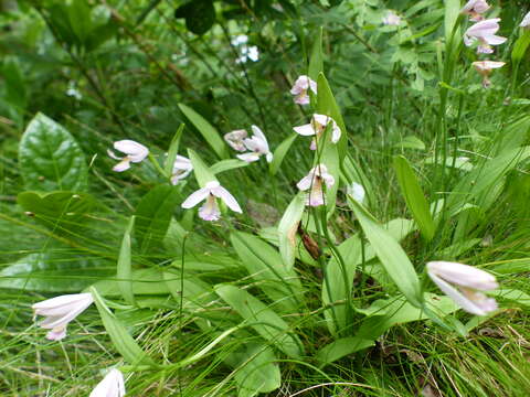 Image of pogonia