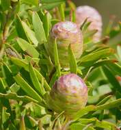 صورة Leucadendron coniferum (Thunb.) Meissn.