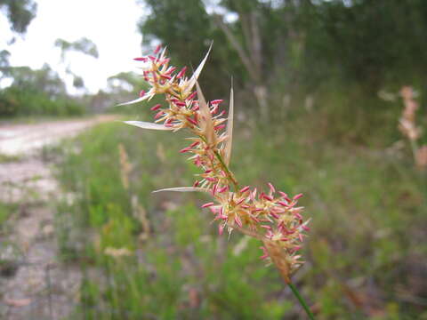 Image of Lepyrodia scariosa R. Br.