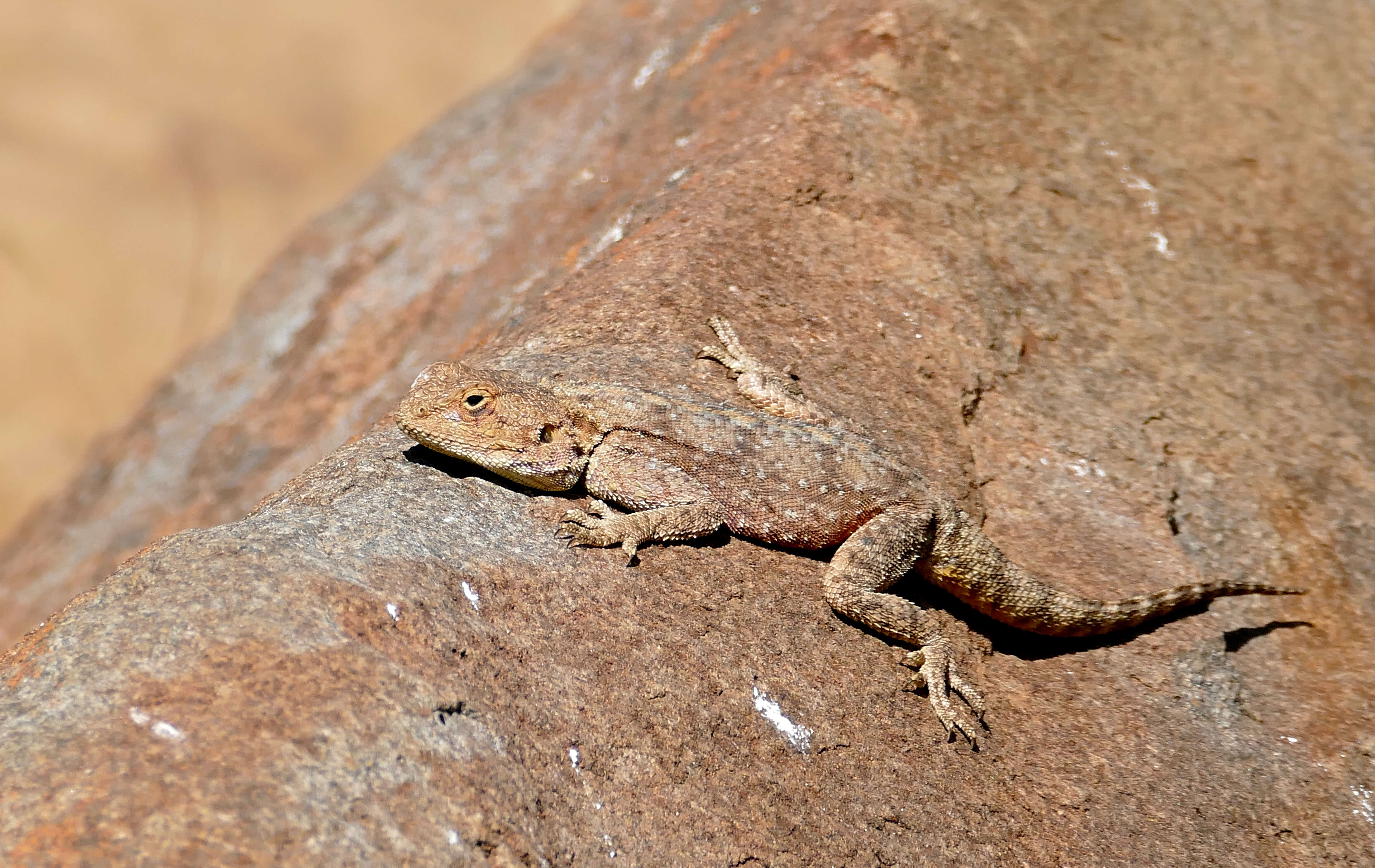 Image of Scortecci's Agama