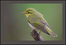 Image of Phylloscopidae