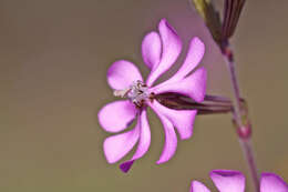 Image of Silene colorata Poir.