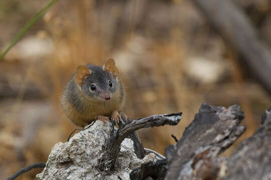 Image of Antechinus Macleay 1841