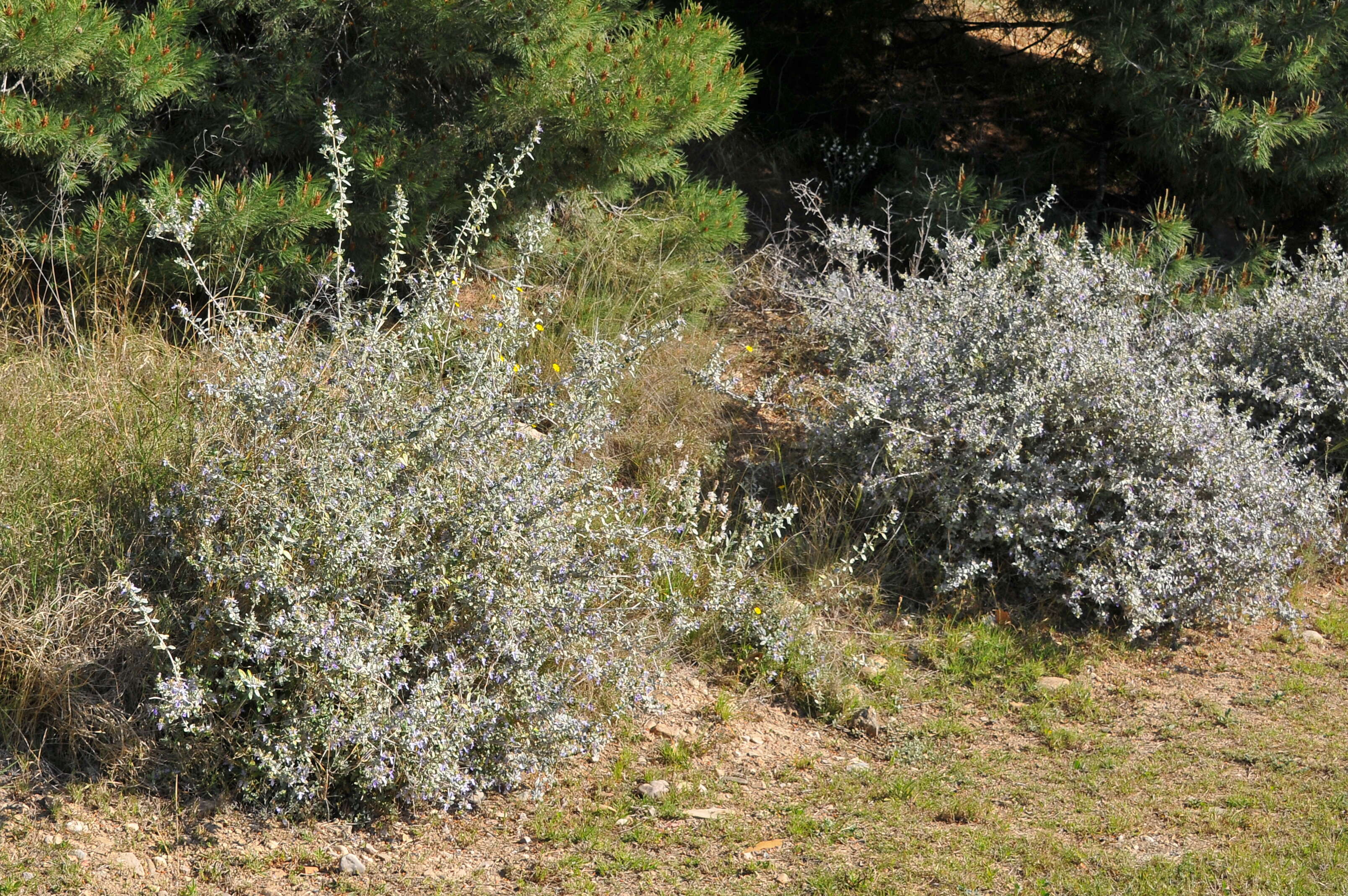 Слика од Teucrium fruticans L.