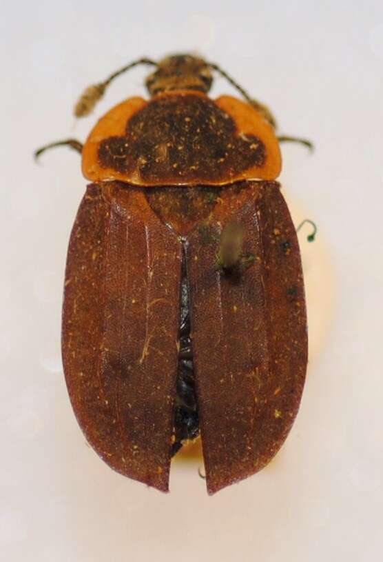 Image of Margined Carrion Beetle