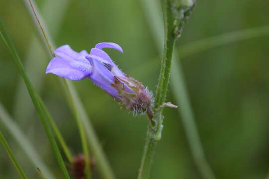 Image de Lobelia glandulosa Walter