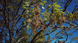 Image of California black oak