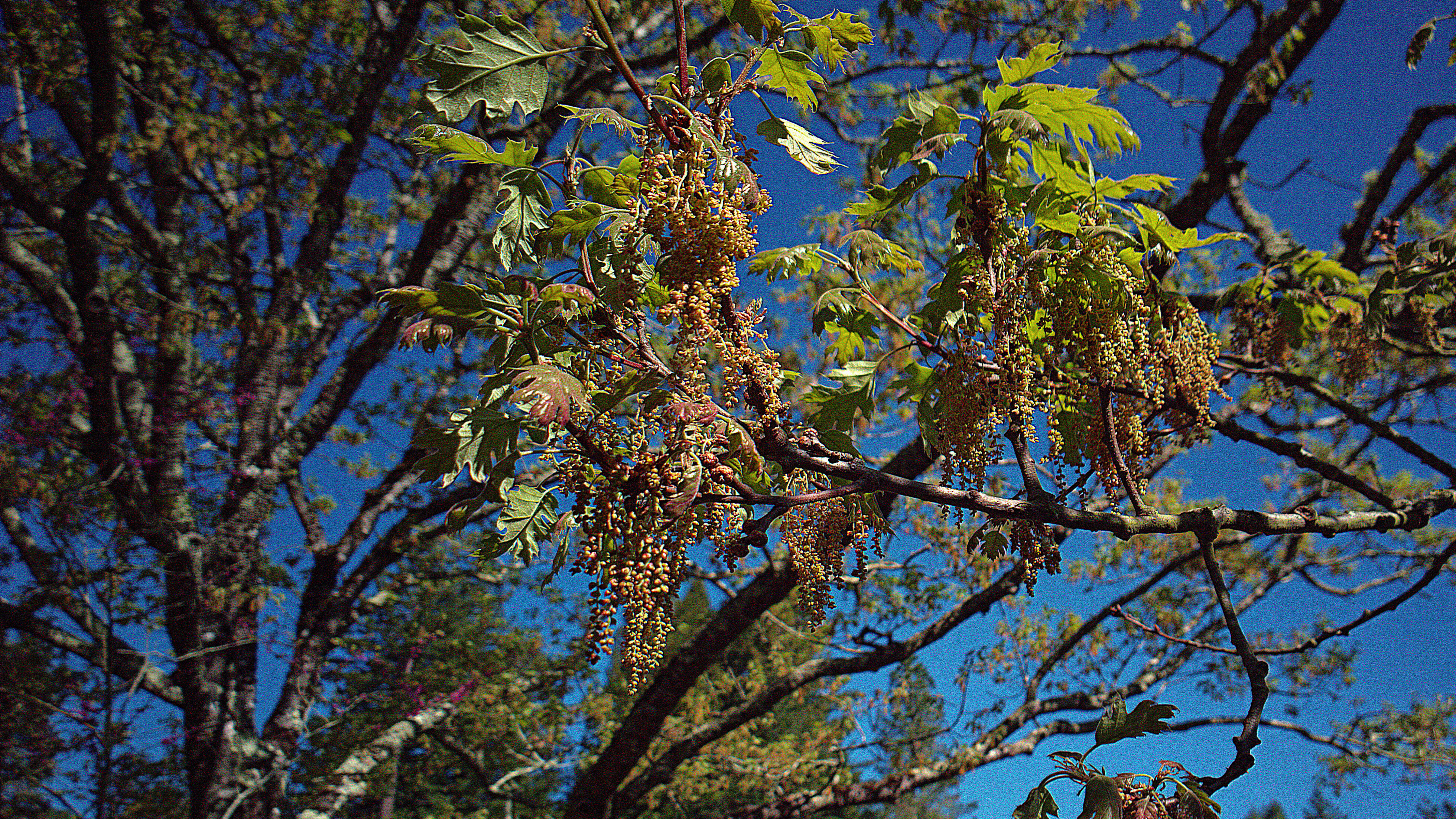 Image of California black oak