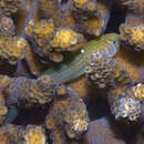 Image of Actor Coral Goby