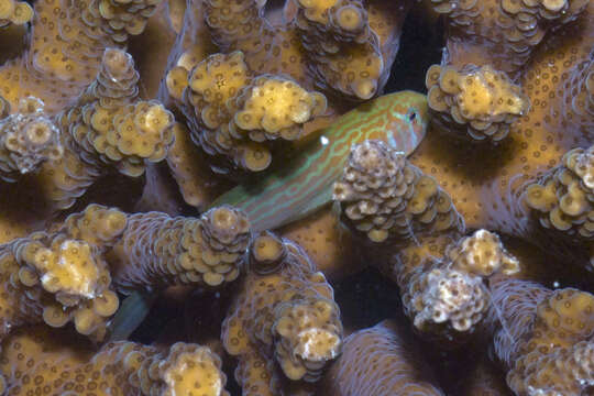 Image of Clown gobies; Coral gobies