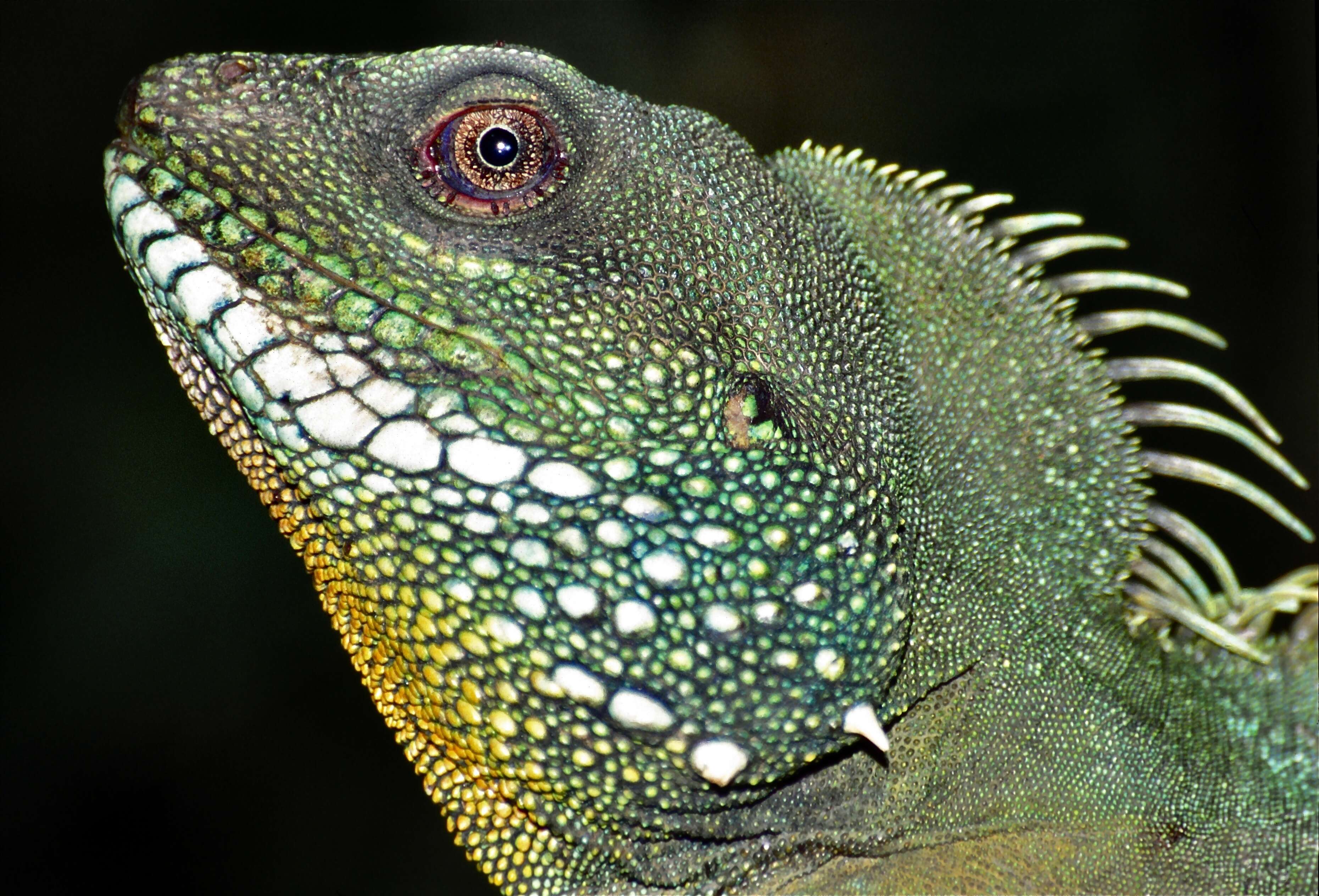 Image of Physignathus