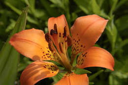 Image of wood lily