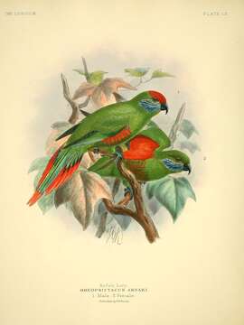 Image of Oreopsittacus Salvadori 1877