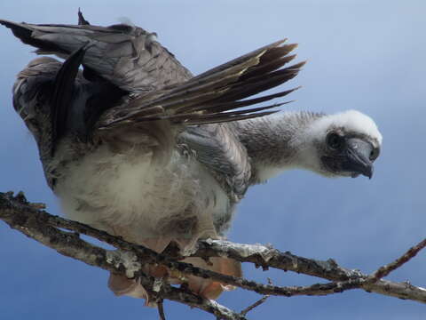 Image of Red-footed Booby