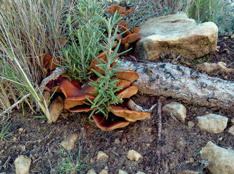 Image of Pholiota highlandensis (Peck) Quadr. & Lunghini 1990