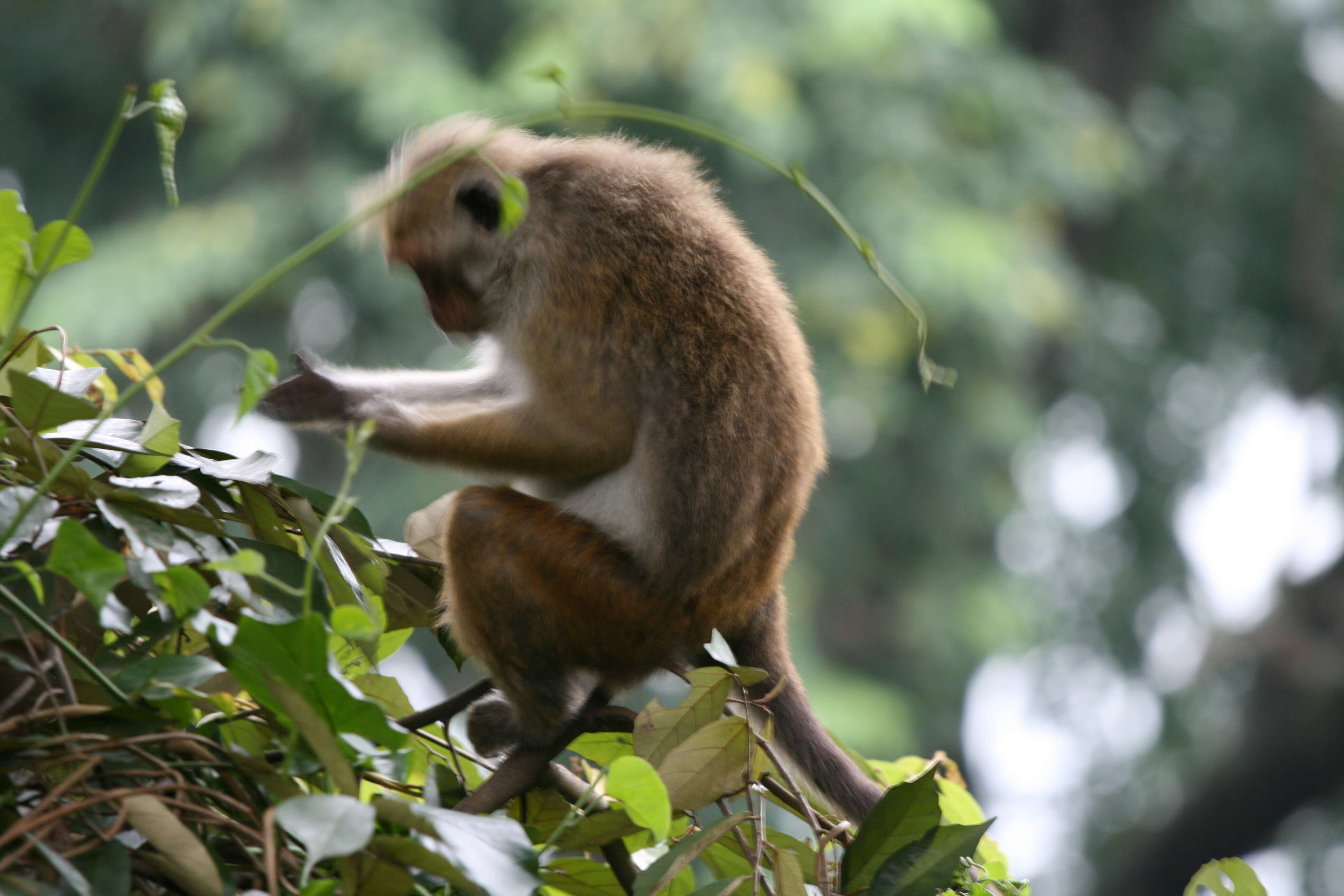 Image of macaques