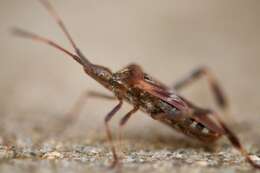 Imagem de Leptoglossus occidentalis Heidemann 1910