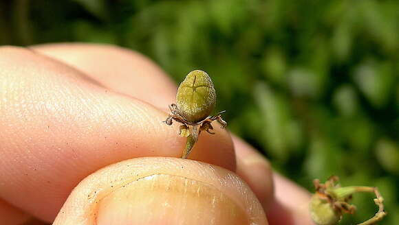 Image of Rinorea bahiensis (Moricand) Kuntze