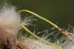 Image of cottongrass