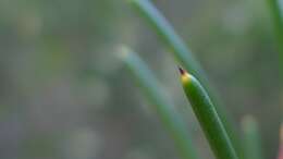 Image of Hakea propinqua A. Cunn.