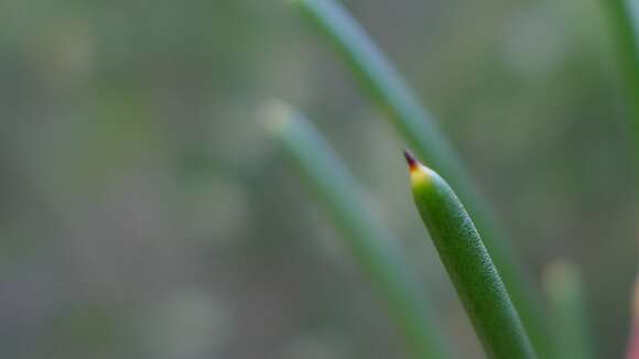 Image of Hakea propinqua A. Cunn.