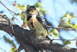 Image of African terrestrial barbets