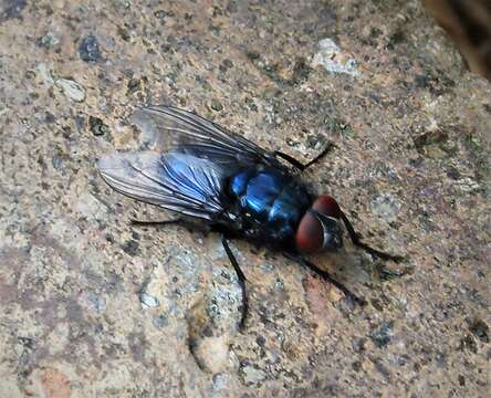 صورة Protocalliphora azurea (Fallen 1817)