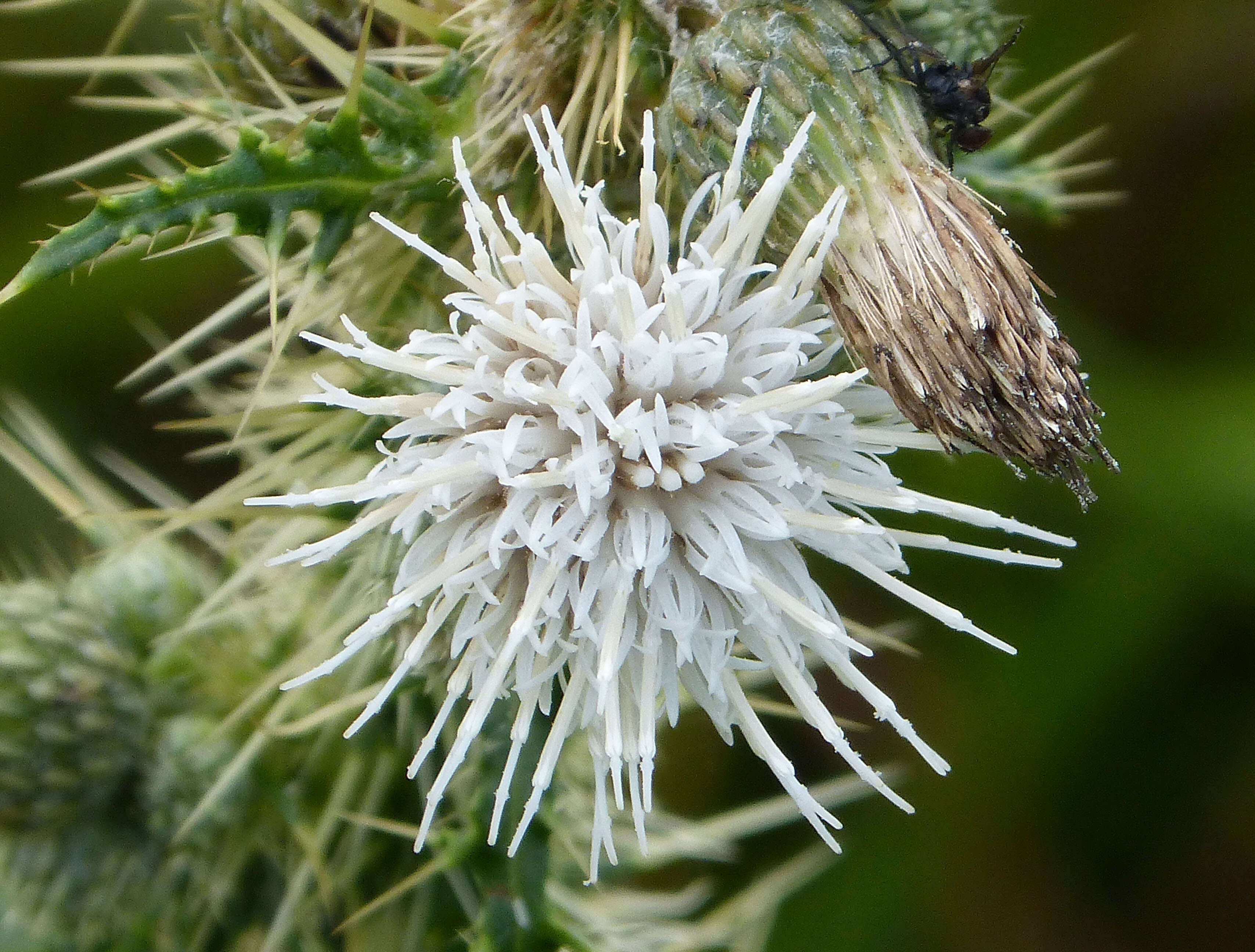 Image of Marsh Thistle