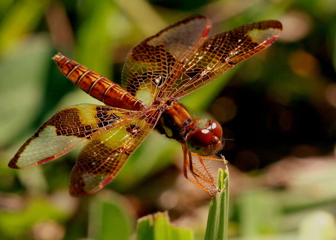 Image of Eastern Amberwing