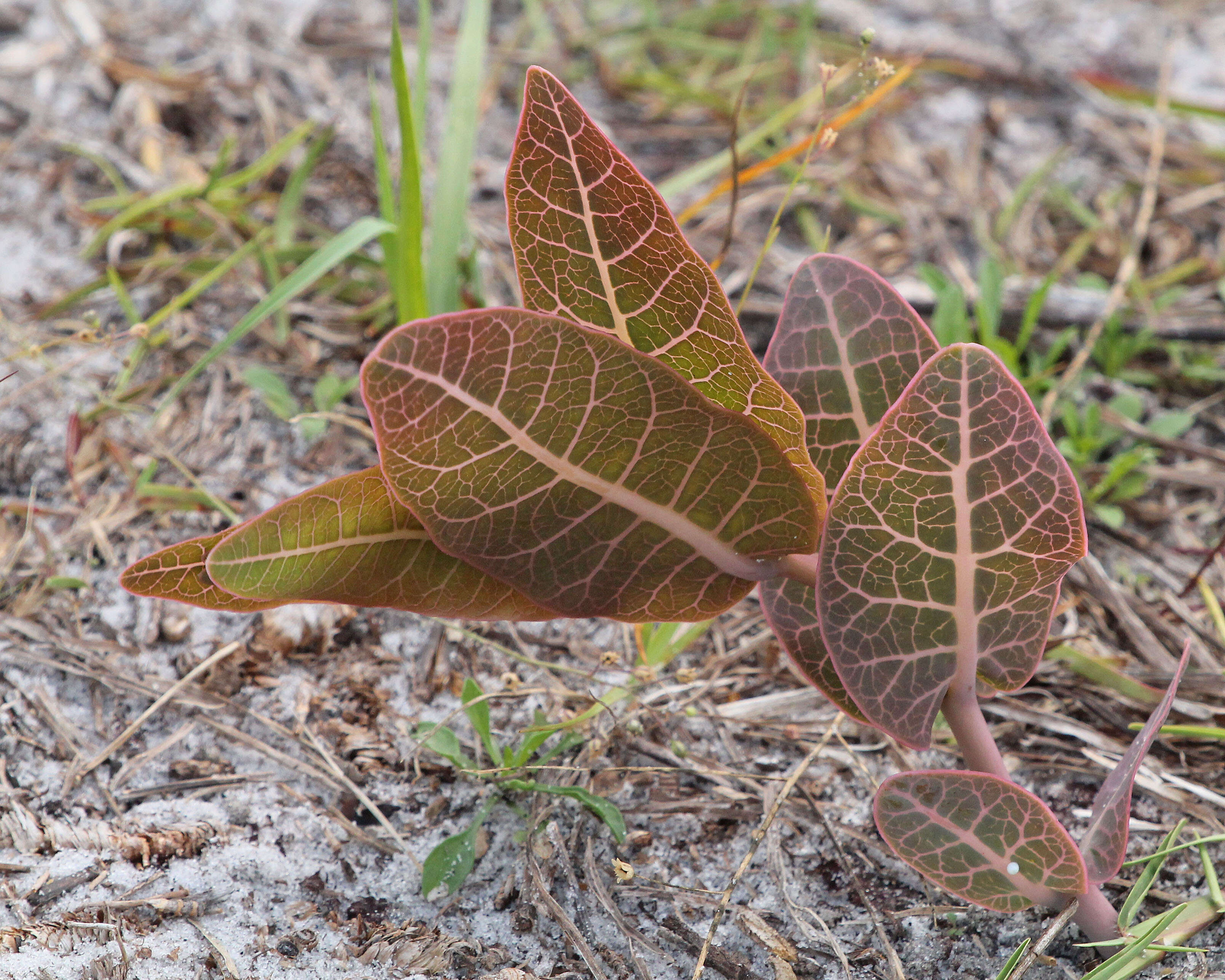 Image of milkweed