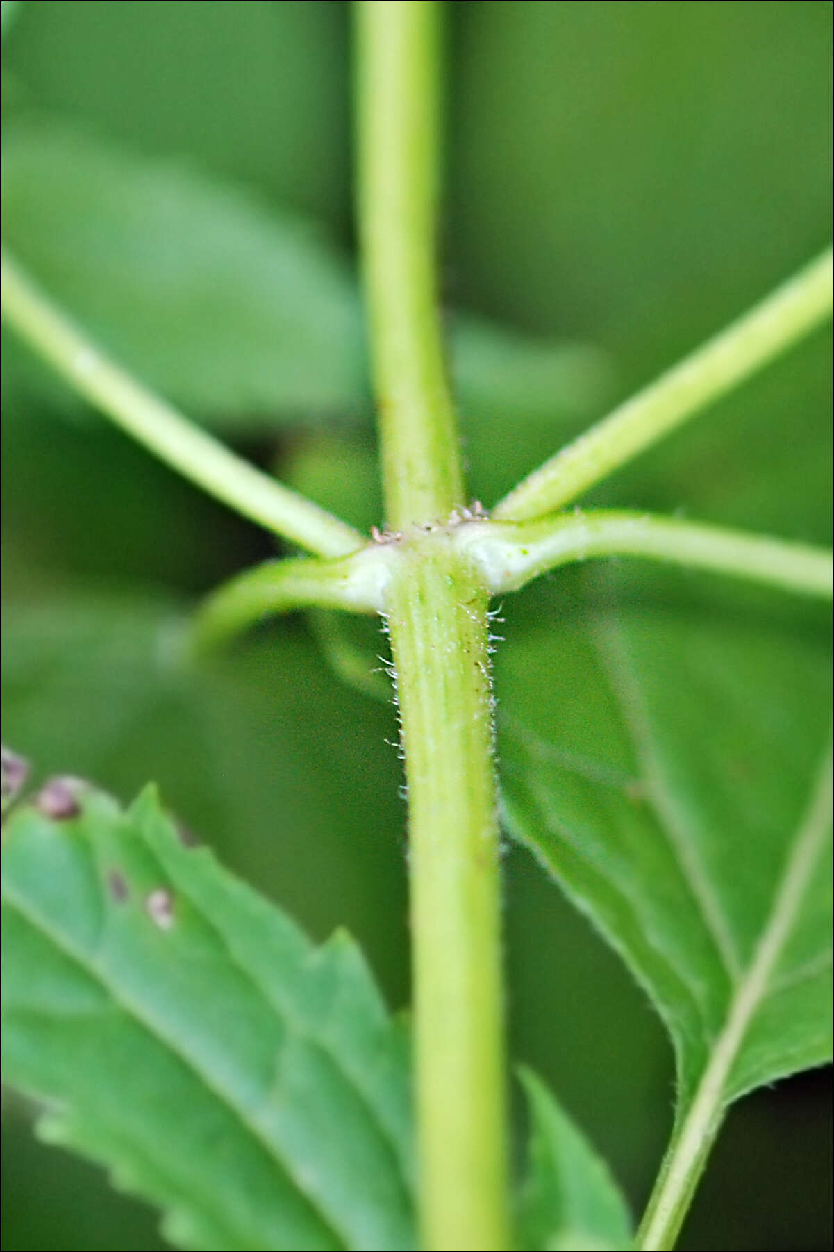 Imagem de Ageratina