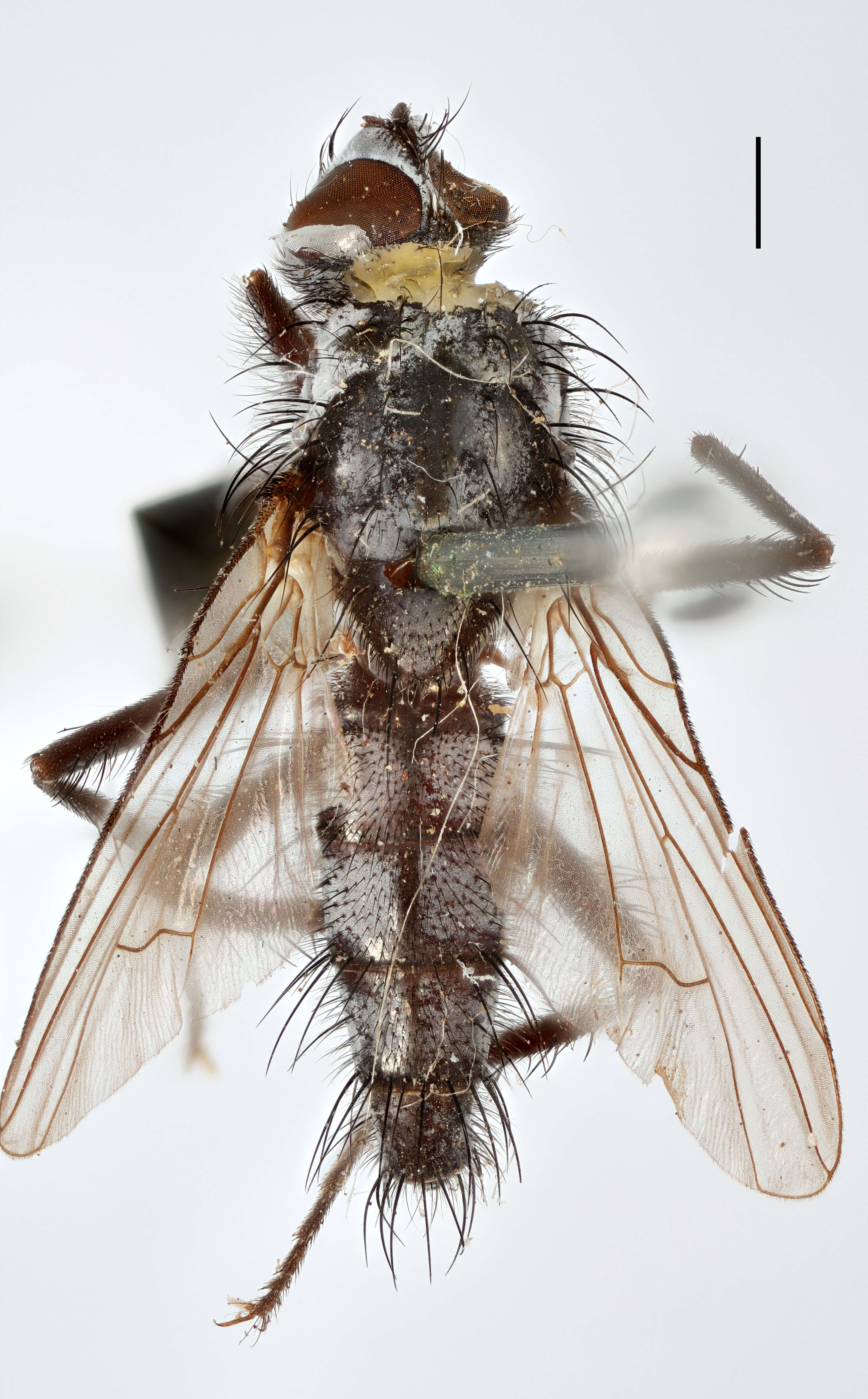 Image of root-maggot flies