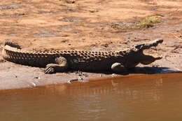 Image of crocodiles