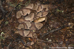 Image of Copperhead