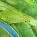 Image of Macrosiphum (Macrosiphum) osmaroniae (Wilson & H. F. 1912)