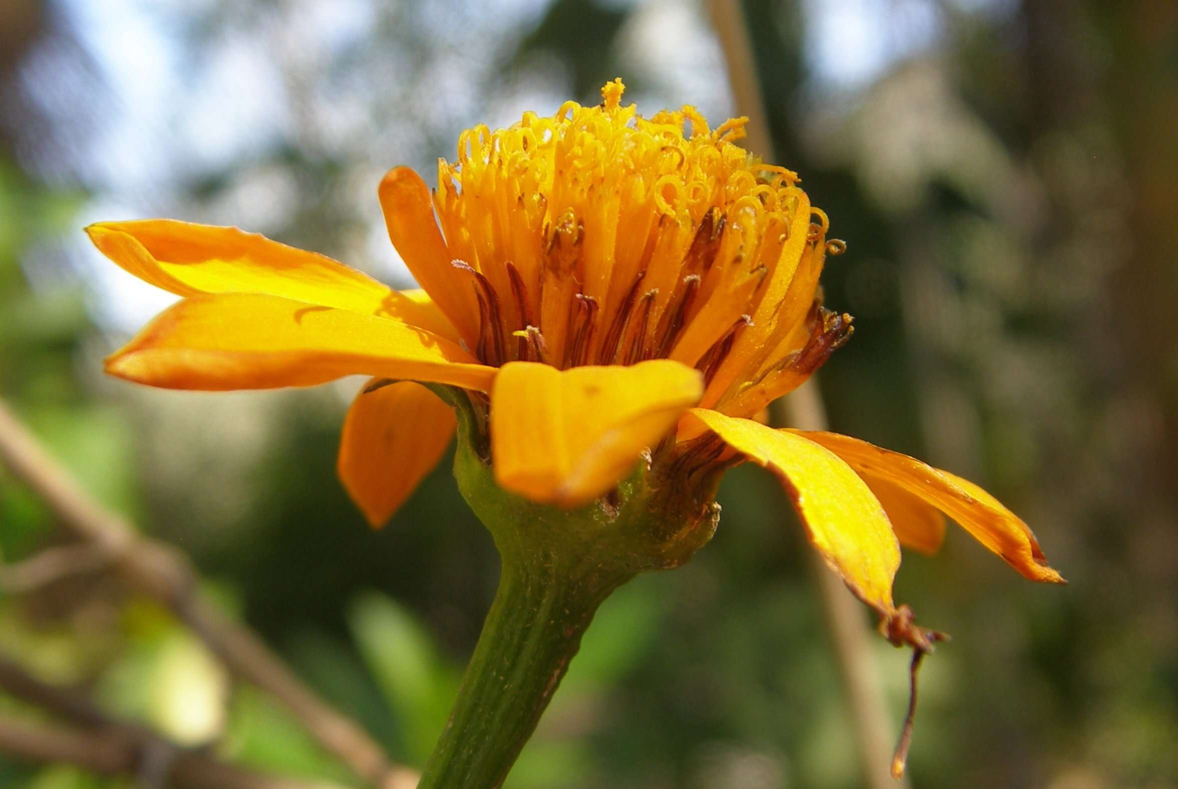 Image of Bidens sambucifolia Cav.