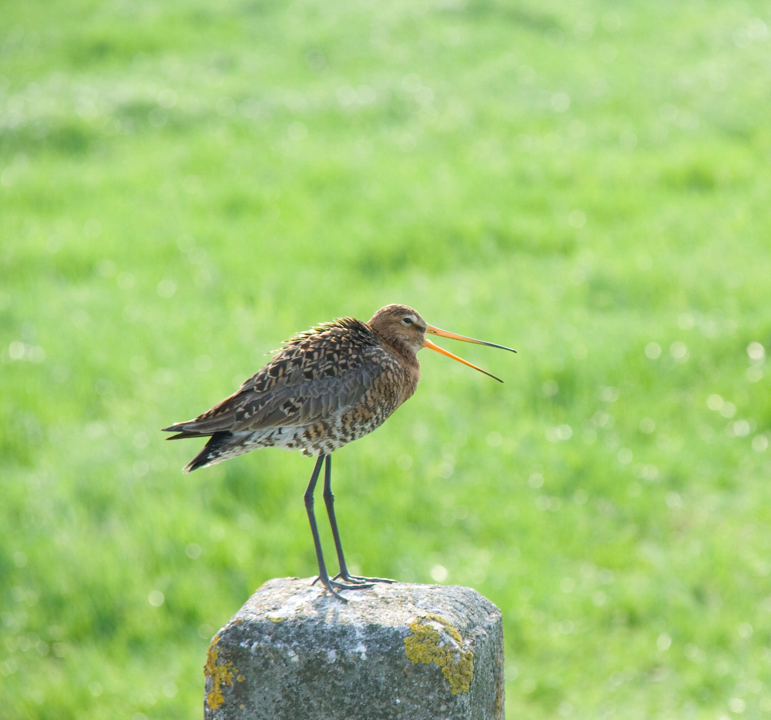 Image of Limosa limosa limosa (Linnaeus 1758)