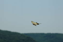 Image of Iphiclides