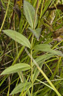 Image of closed bottle gentian