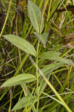 Gentiana andrewsii Griseb.的圖片