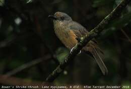 Image of Bower's Shrike-thrush