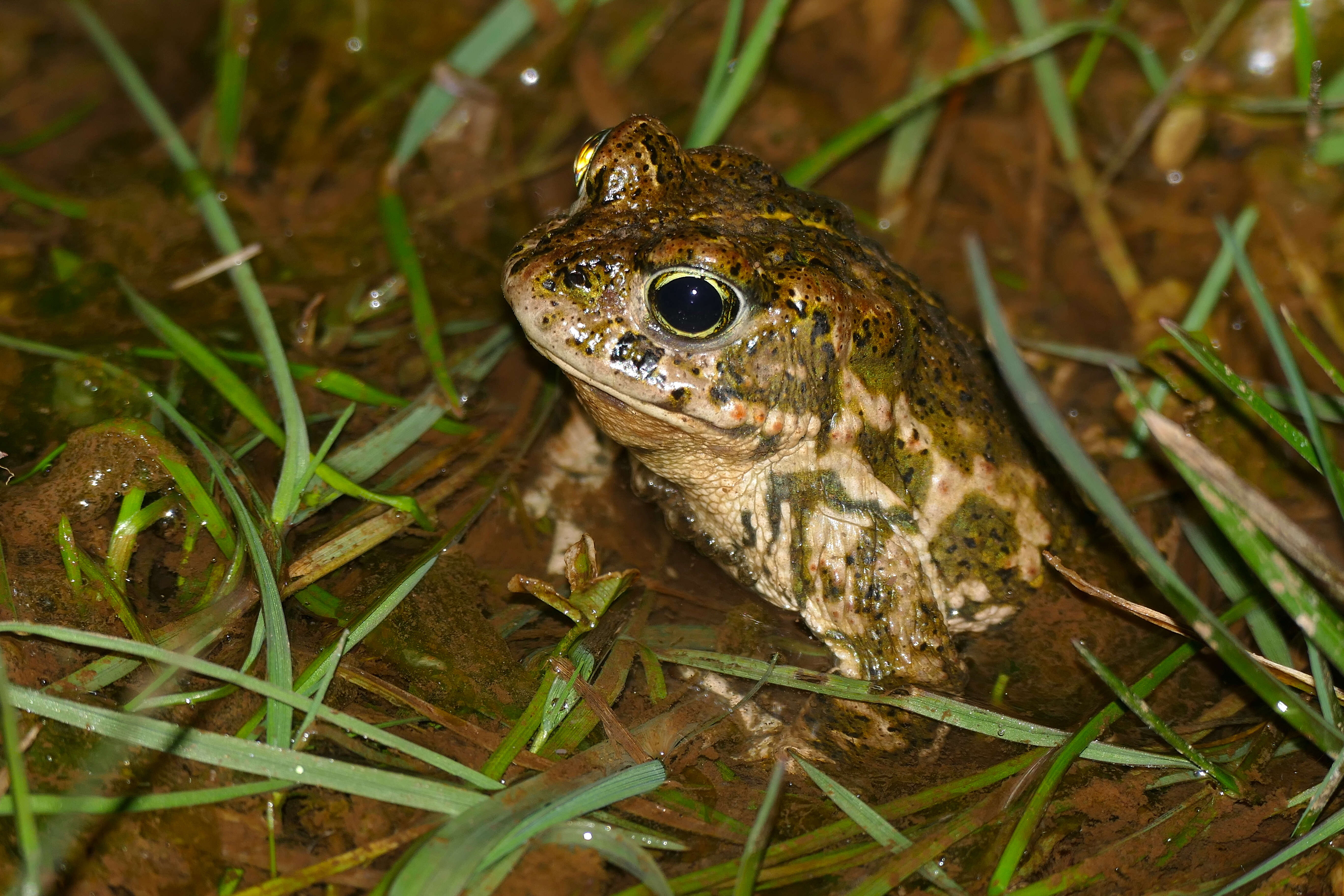 Image of Natterjack toad