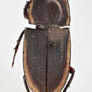 Image of Pycnosiphorus lessonii marginipennis (Deyrolle 1870)